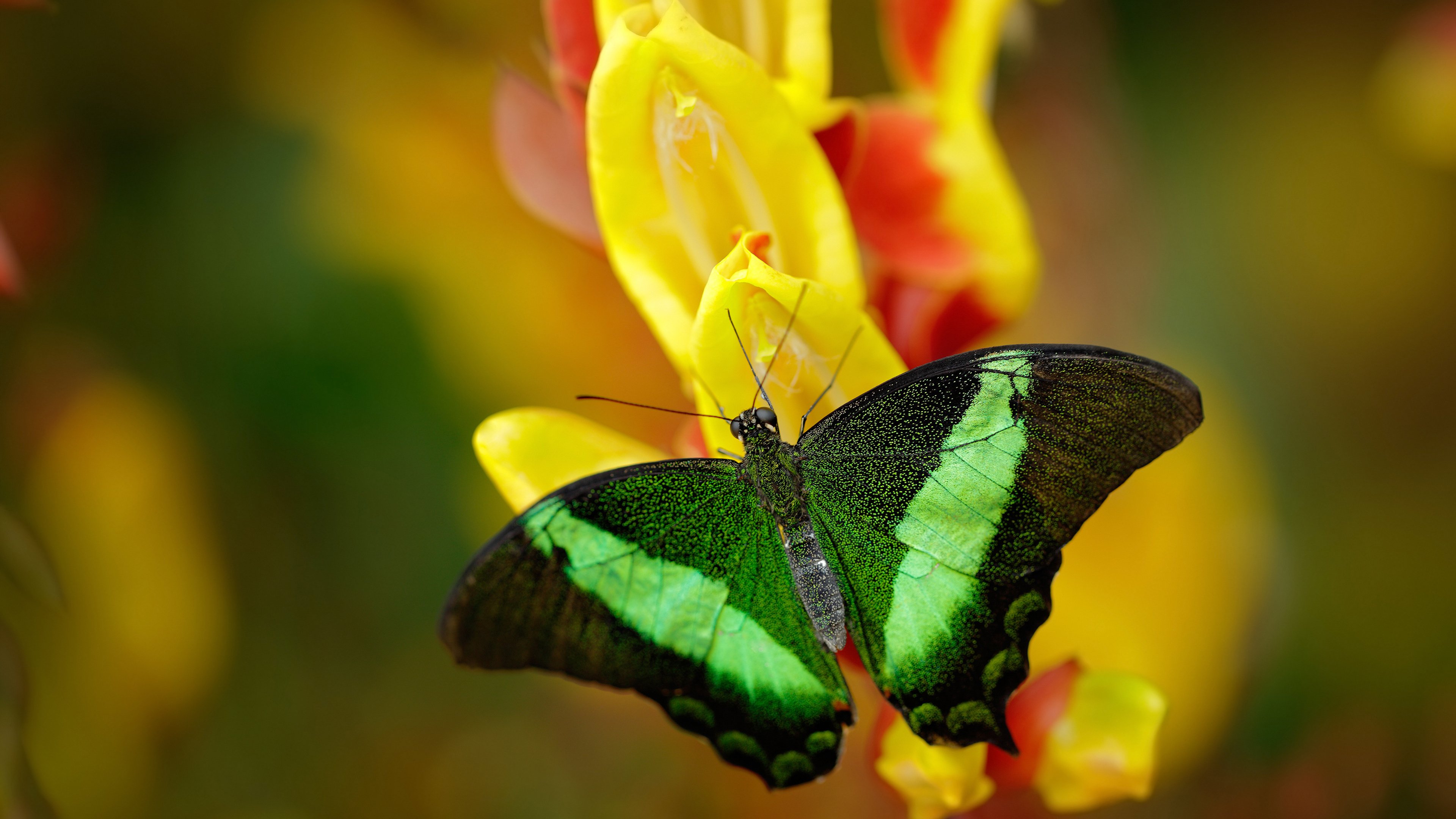 九游娱乐官网 (jiuyou)-世界马拉松大满贯中国跑者表现出色,世界马拉松大满贯候选