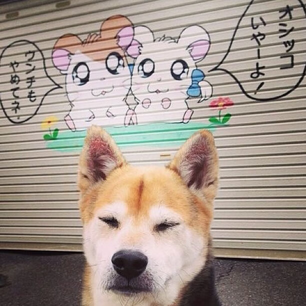 九游官网pc-全球冰壶巡回赛，冰上竞技新热点，2022冰壶比赛