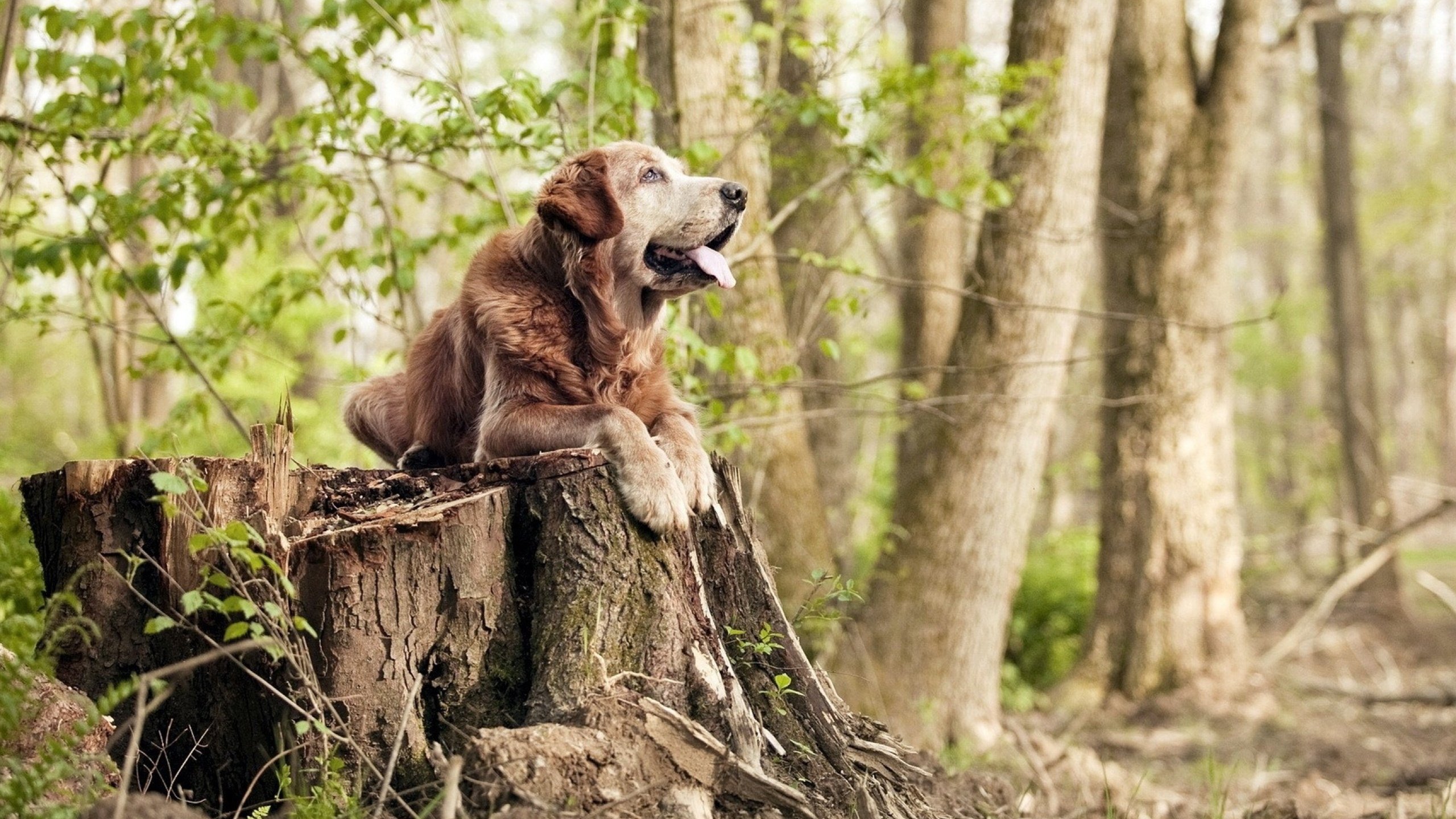 广东实行“篮球明星培养工程”,全方位激励青少年,广东篮球人才
