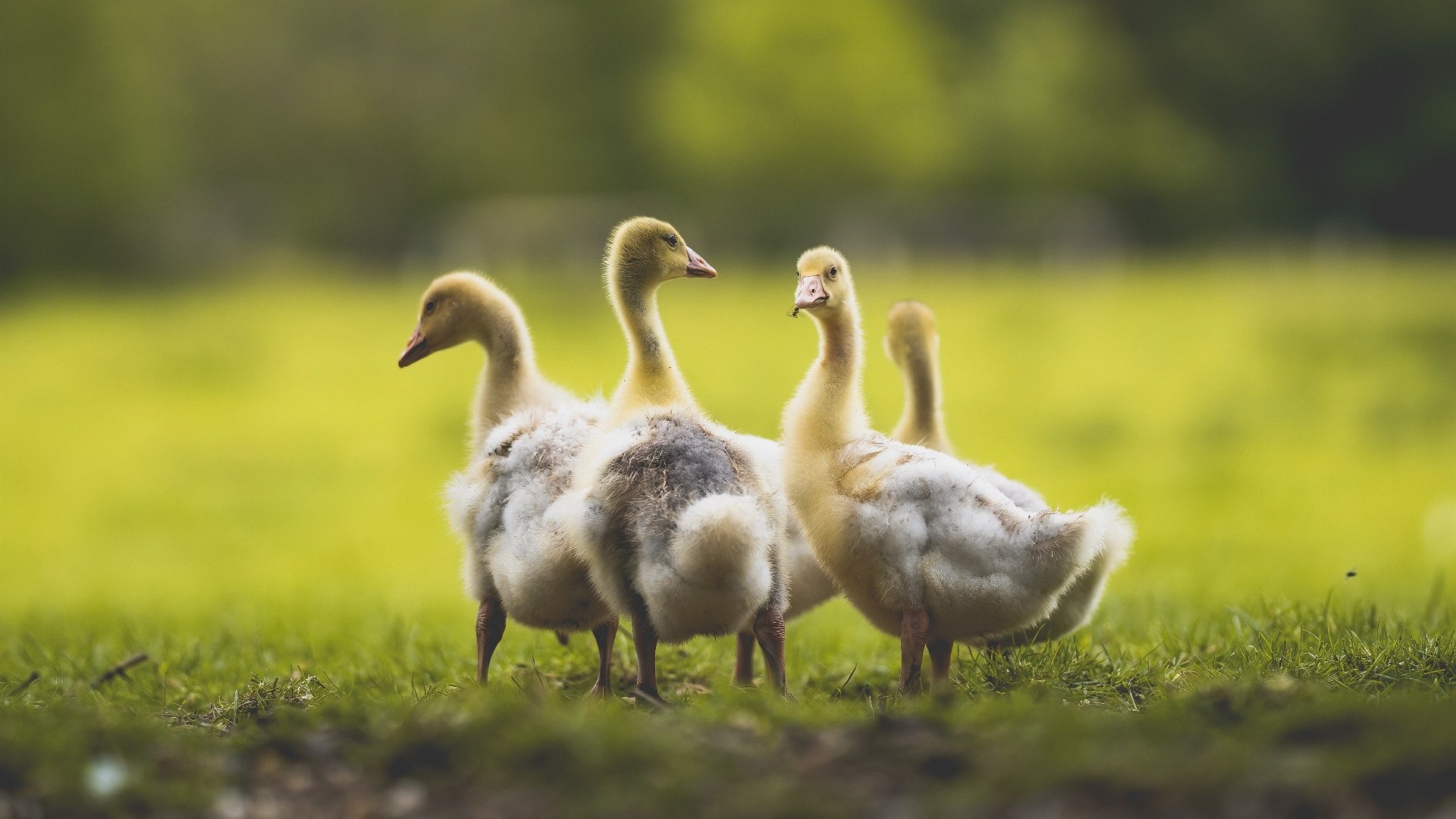 意大利骑手拉里萨·保利斯在2024年巴黎奥运会盛装舞步比赛中获得第七名,展现出色表现。