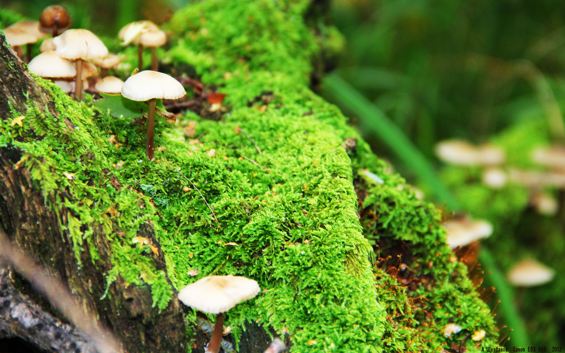 欧冠门将的“铁壁”防线,记录统计盘点,欧冠门神