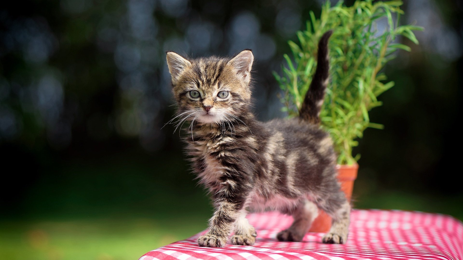 KPL赛事品牌价值持续提升,kpl各种赛事