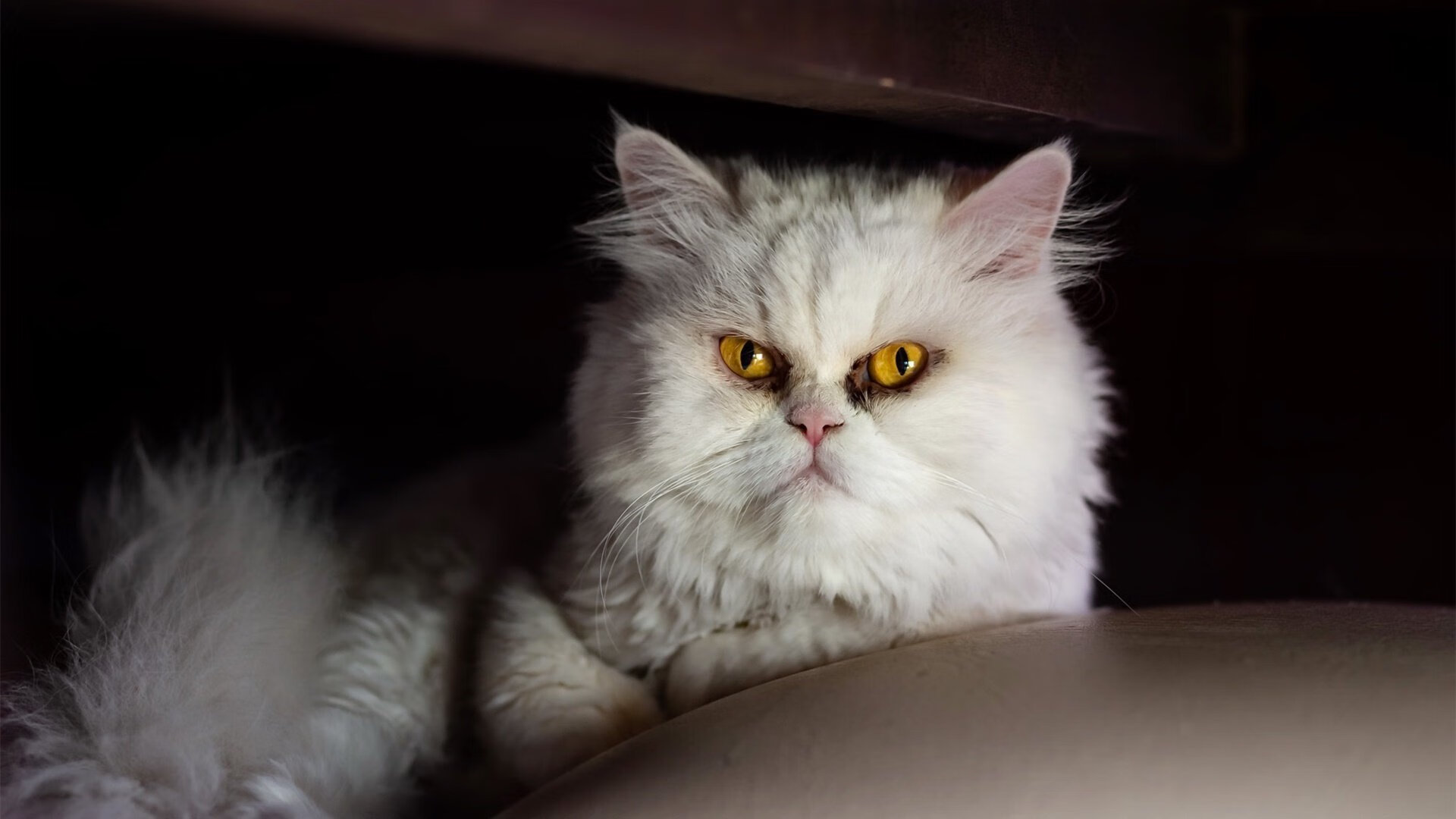 JiuyouAPP下载-NBA总决赛东区半决赛 老鹰死磕至底，nba总决赛是东部和西部打吗