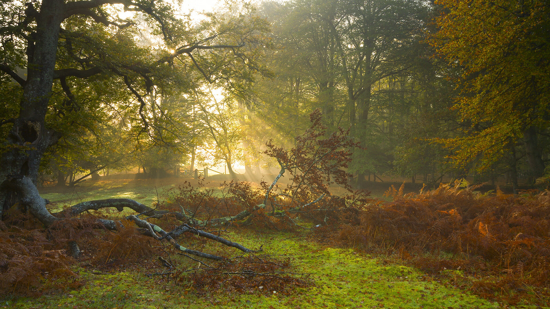 九游APP官网-中国队刷新4×100世界青年纪录，接力小将爆发，男子接力中国队晋级