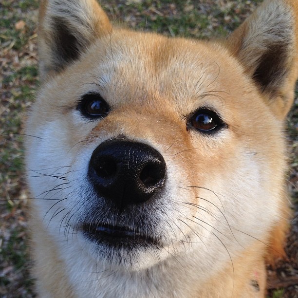 中甲联赛竞争激烈,多支球队力争升级,中甲联赛竞赛规则