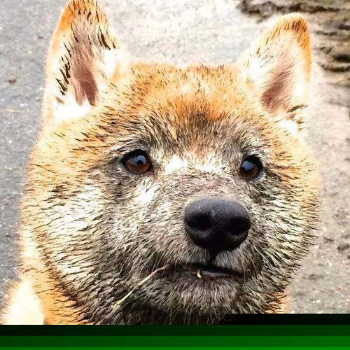 众多球队争夺胜利,比赛激烈异常,众多球队争夺胜利,比赛激烈异常怎么办