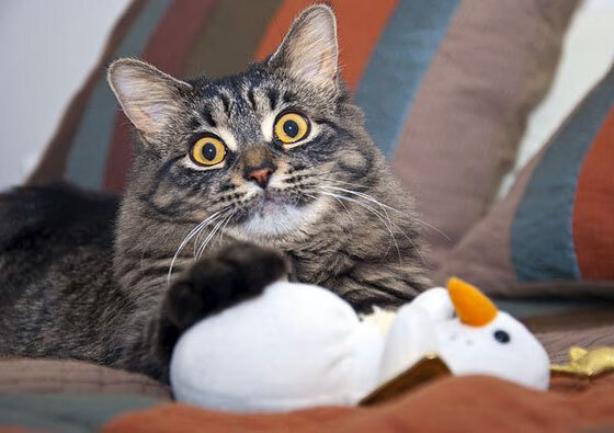 日本男足冲击金牌,目标坚定!,日本男足夺冠