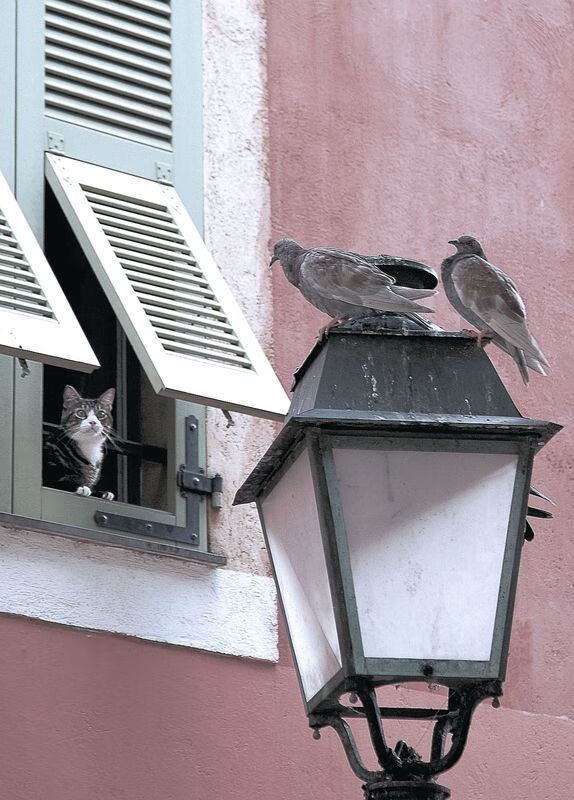 欧洲杯预选赛中的精彩时刻:全场观众欢腾不已,欧洲杯预选赛情况