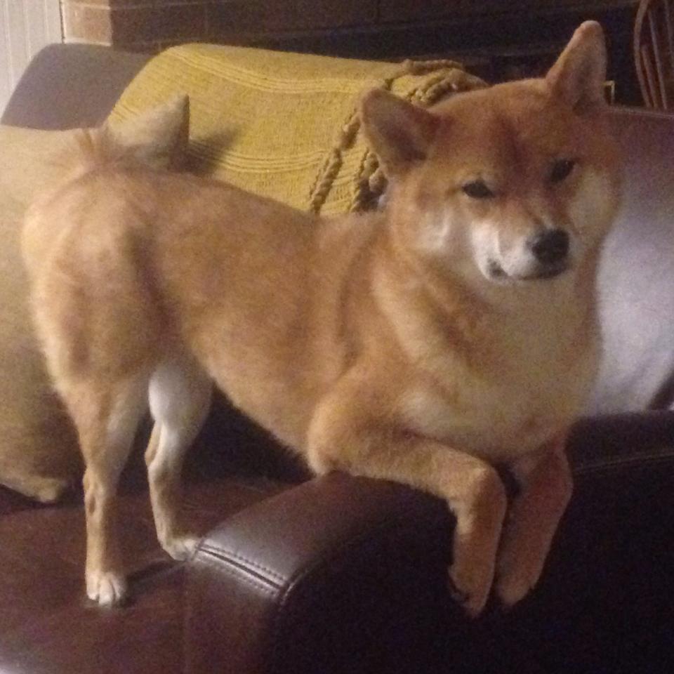 九游APP官网-江苏苏宁遭遇连败，积分榜排名明显下滑，苏宁积分规则