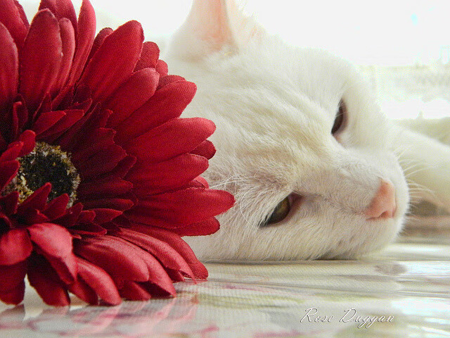 热刺主场平切尔西,错失反超机会,联赛杯热刺切尔西