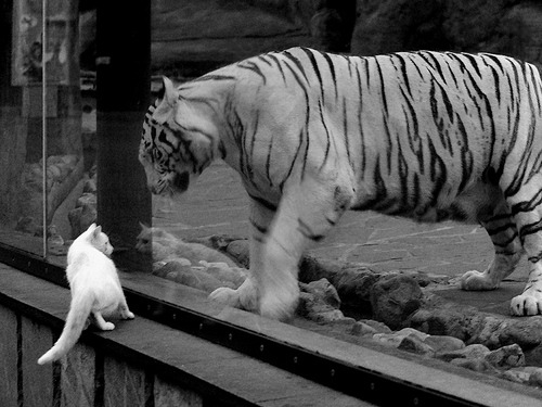 JIUYOU.COM-王者荣耀电竞赛事安全保障加强，王者荣耀电竞游戏规则