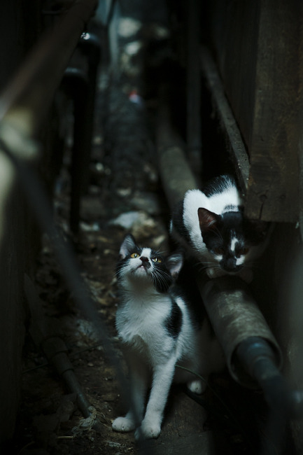 体育产业园运营绩效考核指标体系研究，体育运动产业园