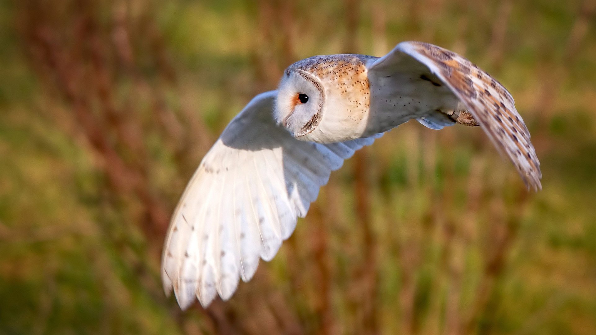 青少年体育社团活动对身心发展的促进作用,体育社团对学生的影响
