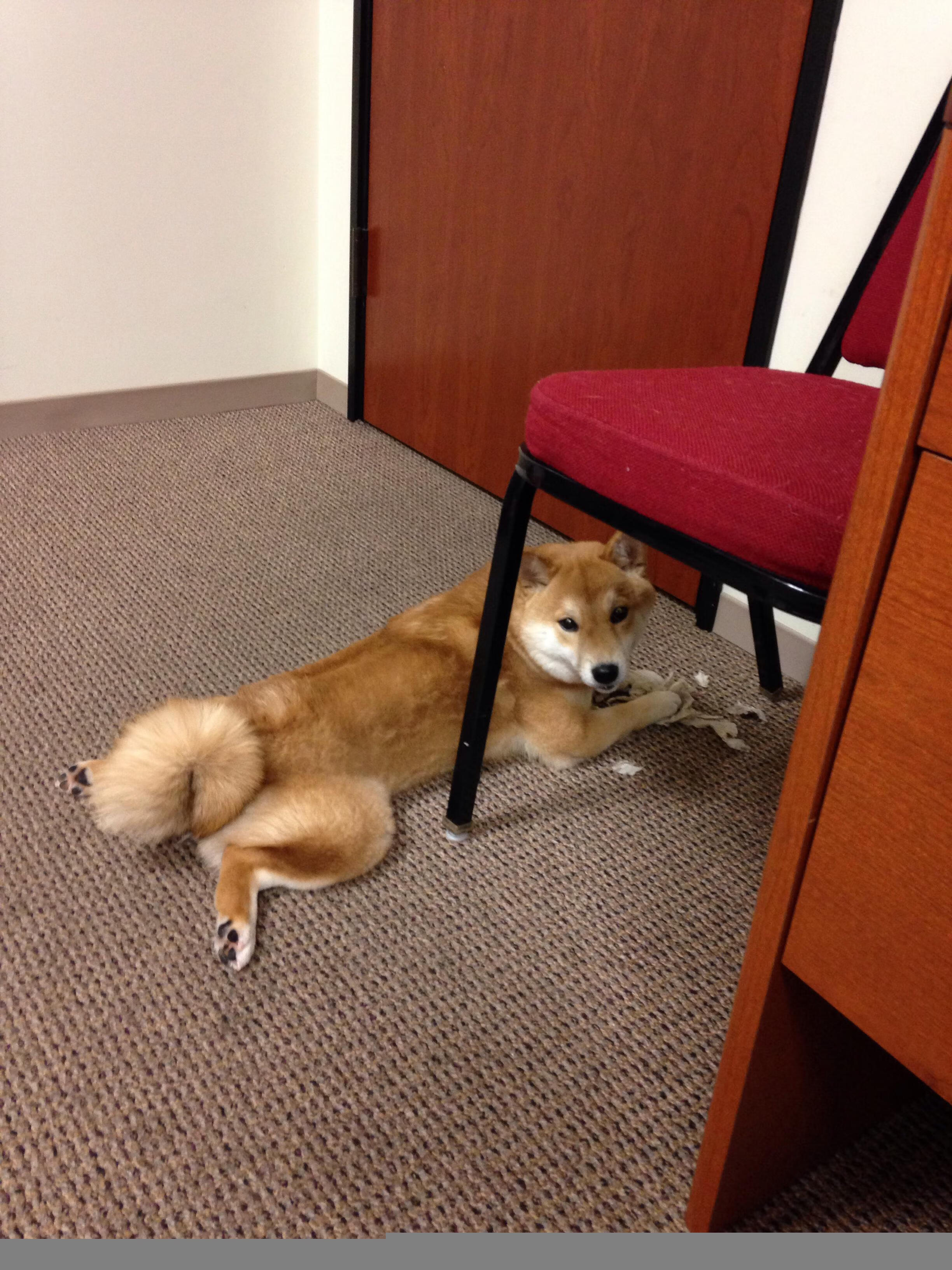 亚冠联赛中国队逆袭 球迷现场气氛热烈,亚冠的中国球队