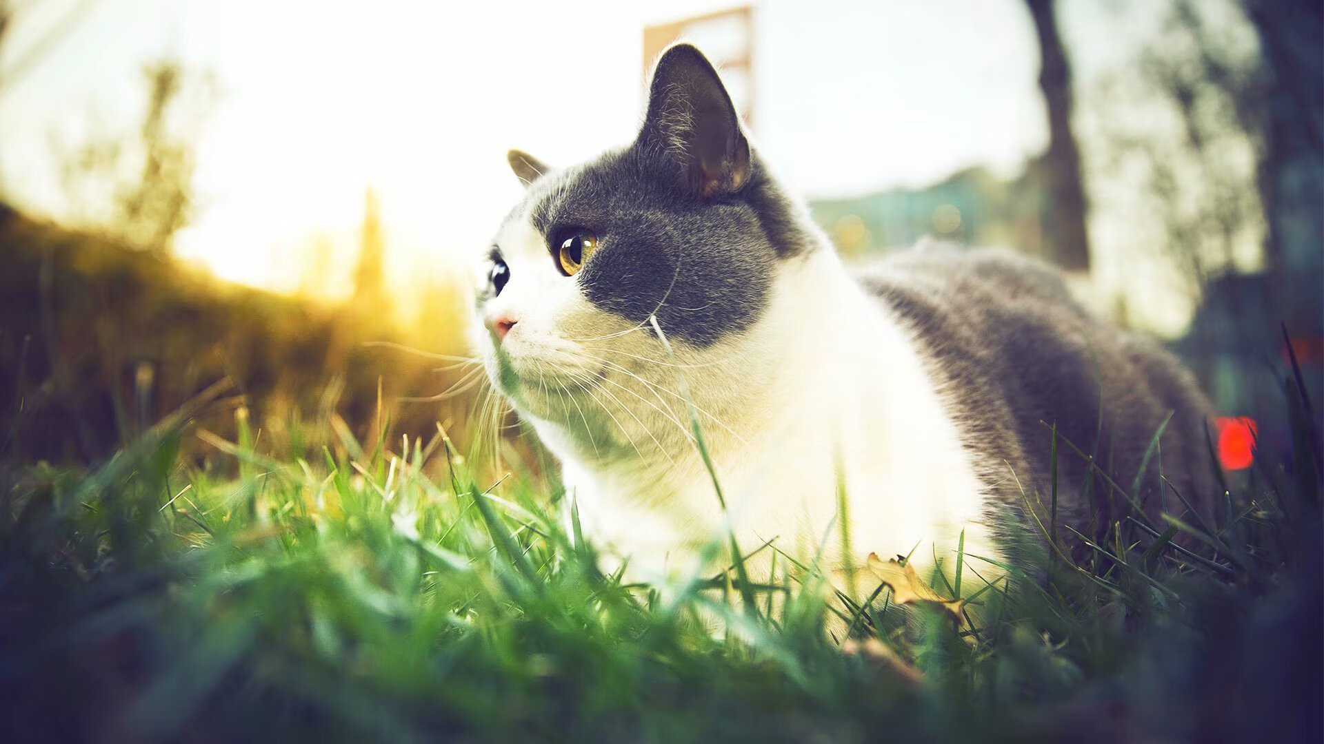 九游娱乐(jiuyou)官网-替补球员发挥出色，展现深厚实力，替补球员从哪上场