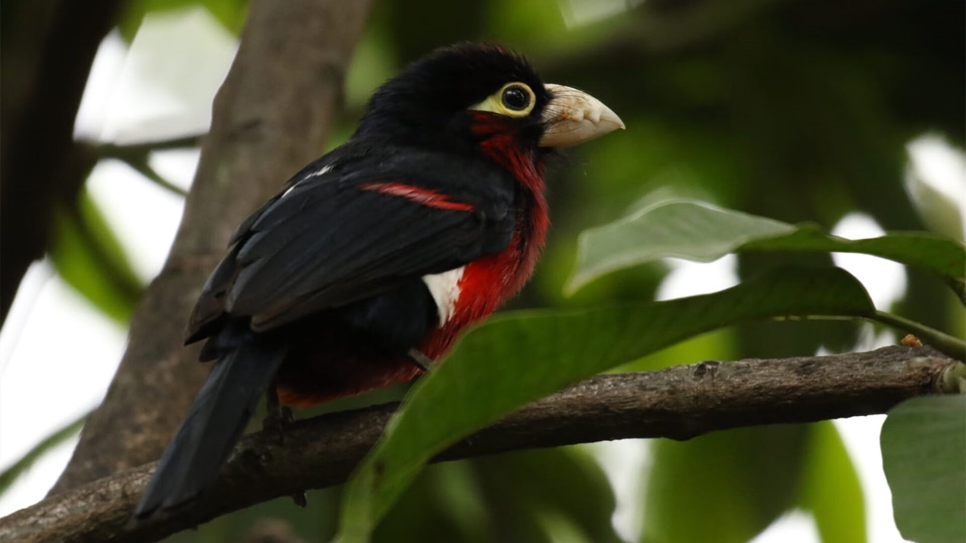 -绝地求生全球总决赛落幕新王登基，绝地求生全球总决赛在哪举行