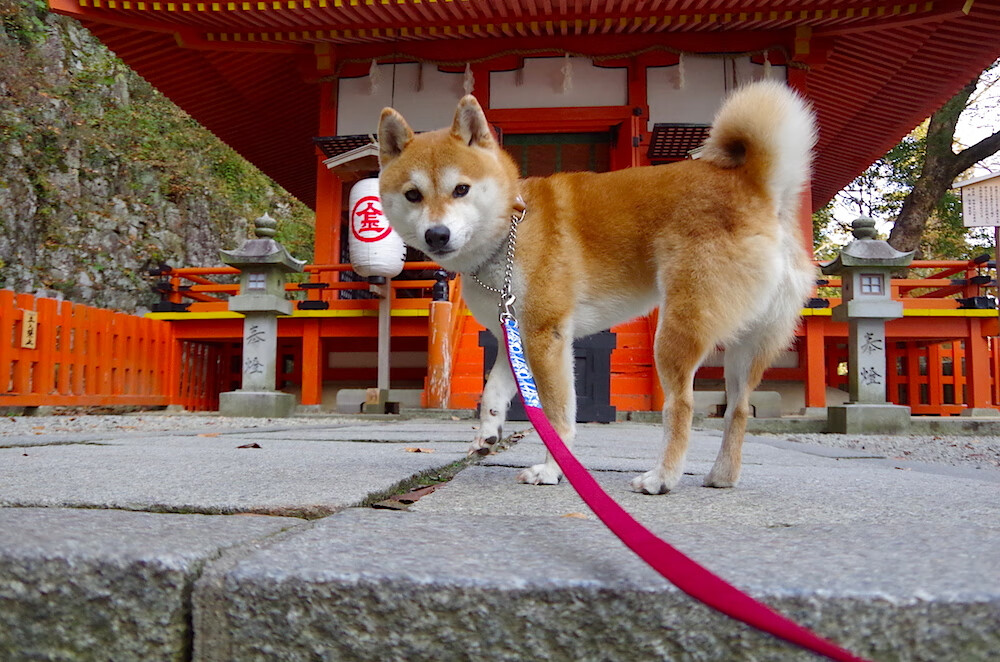 足球探访体验营火热招募,青少年疯狂报名,足球体验馆