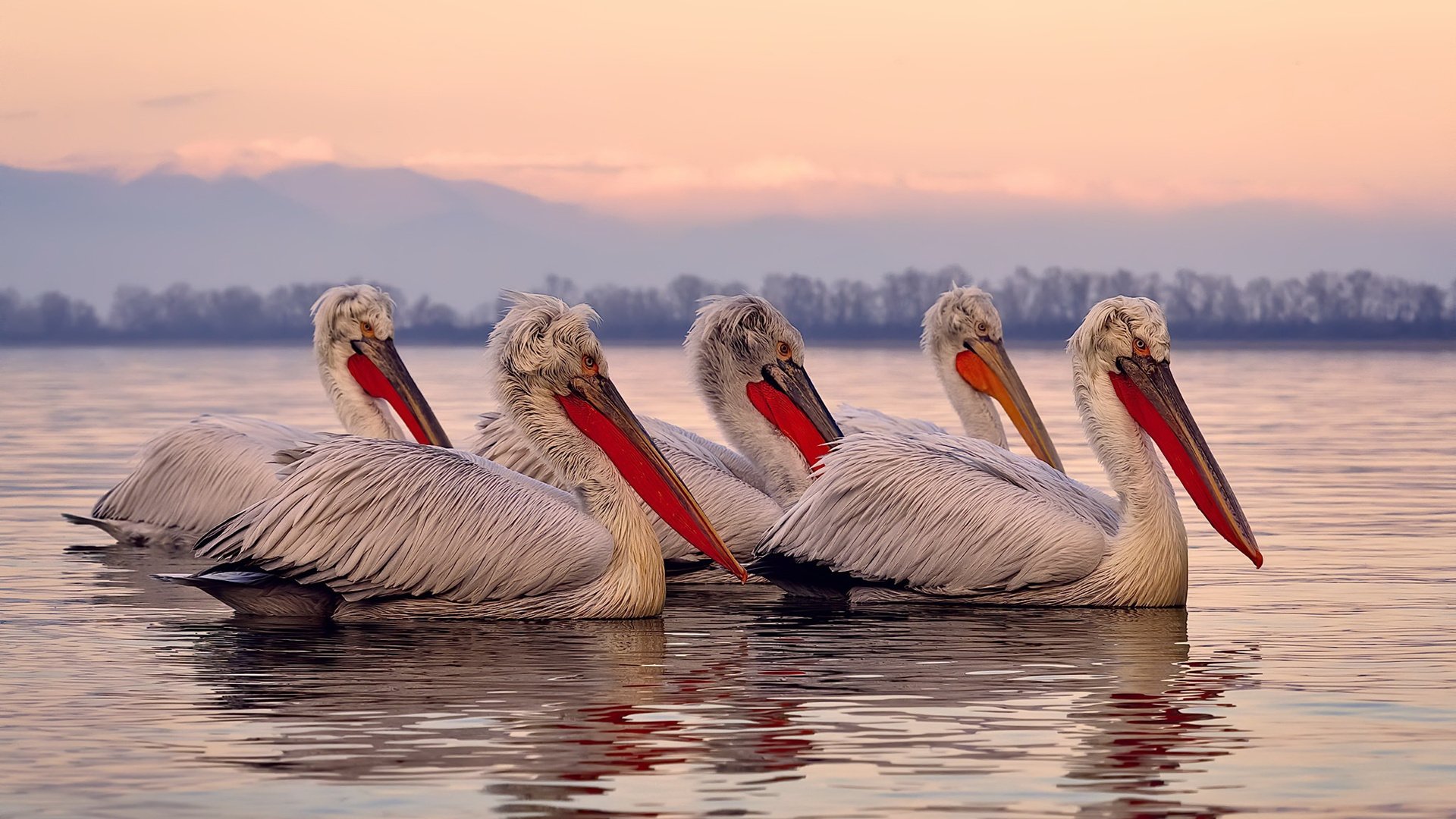 鹈鹕替补控卫爆发成为意外之喜,鹈鹕替补中锋